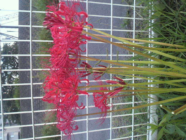 彼岸花