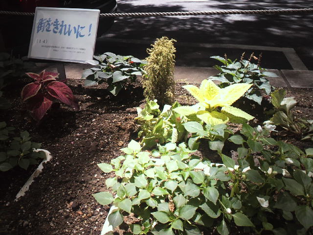 木漏れ日