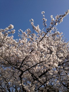 花見